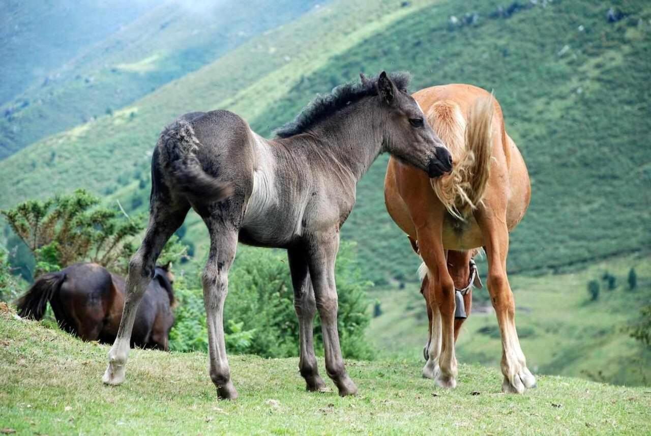 Orelleiru Casa Rural La Carrozal Senda Del Oso المظهر الخارجي الصورة